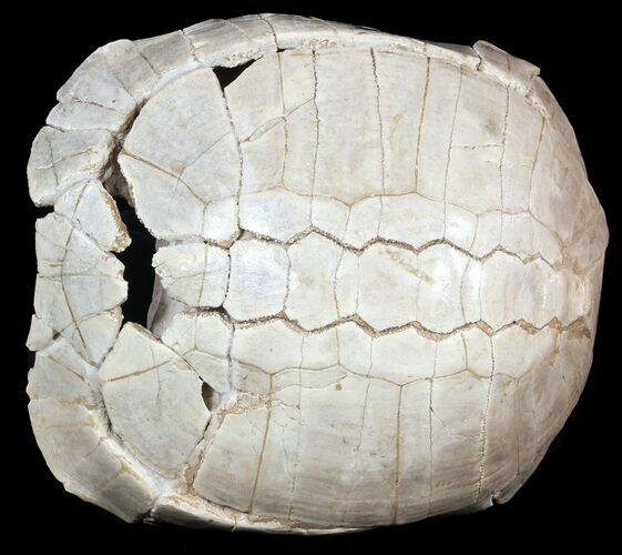 Inflated, Fossil Tortoise (Stylemys) - Nebraska #51320